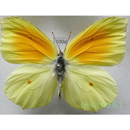 Gonepteryx cleopatra (Linnaeus, 1767) male Croatia100d